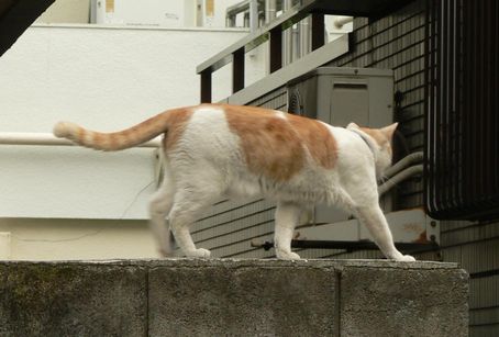 �ͥ����󡢤��褦�ʤ顣